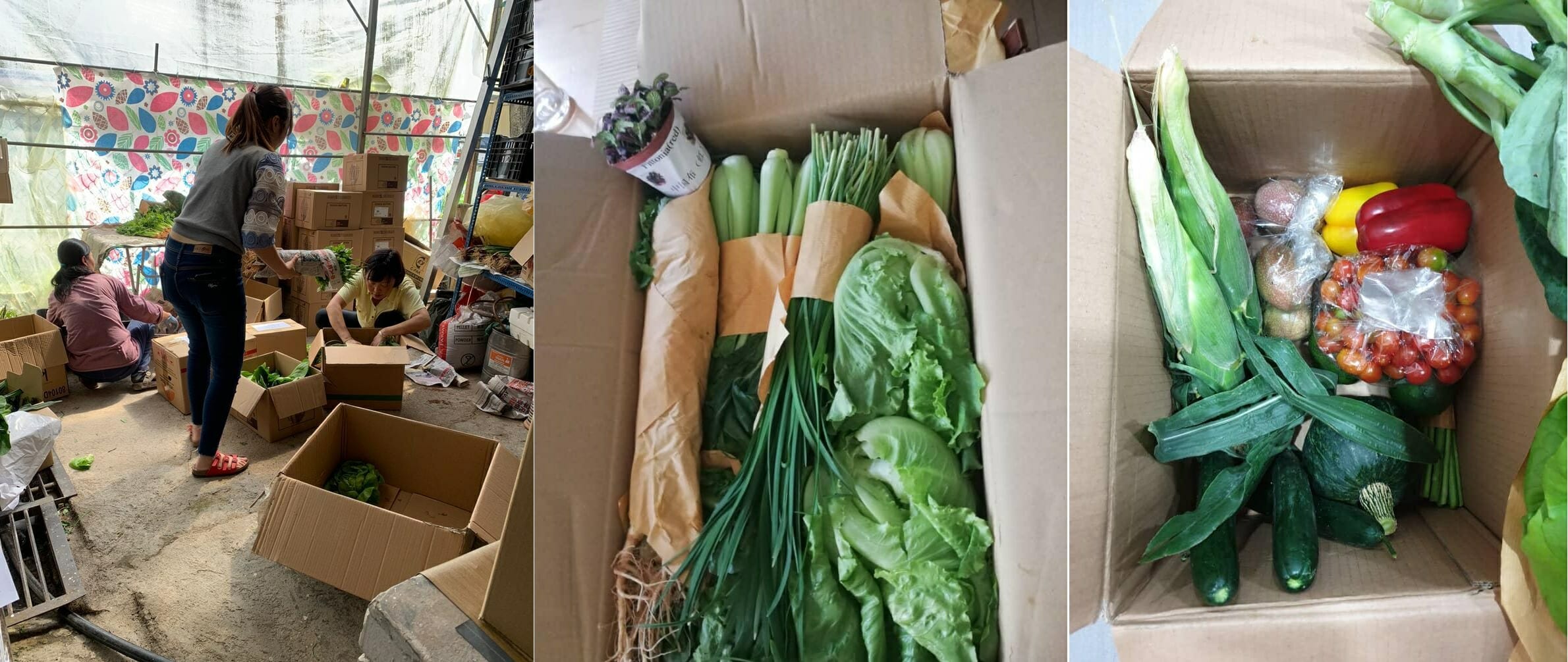 [Serene’s parents and brother pack the bundles of veggies into cardboard boxes to be delivered to families in KL]
