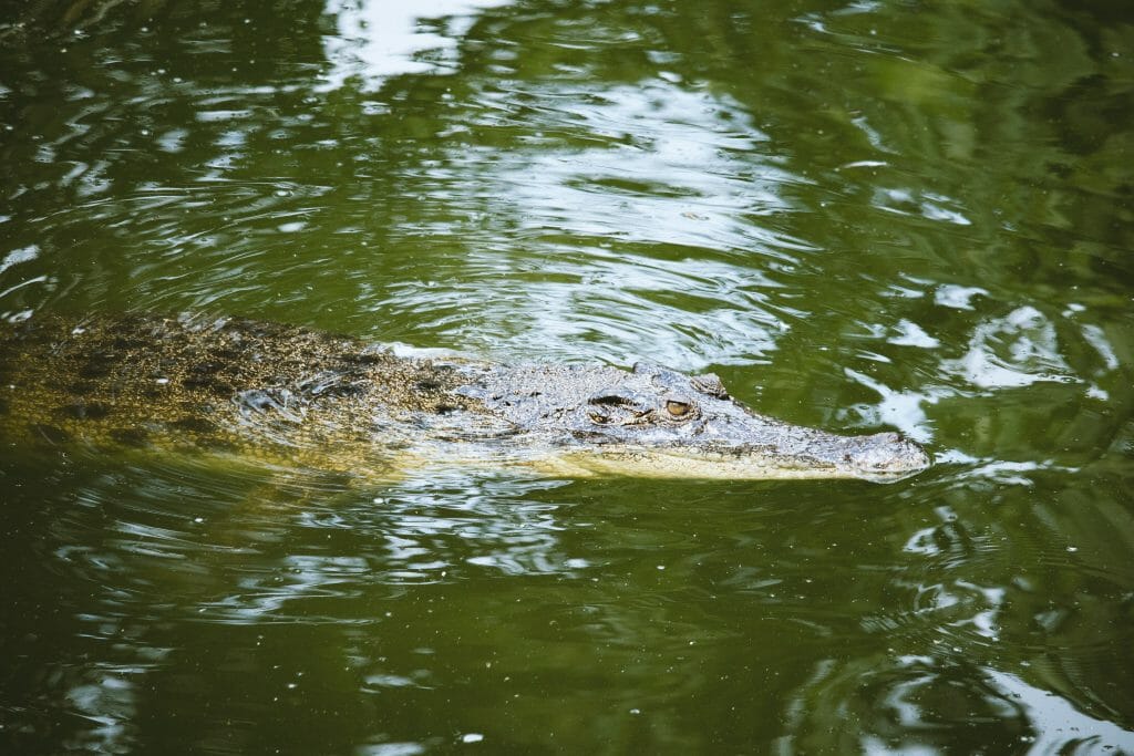 Photo Of Crocodile In Water 1187995 E1591872404870