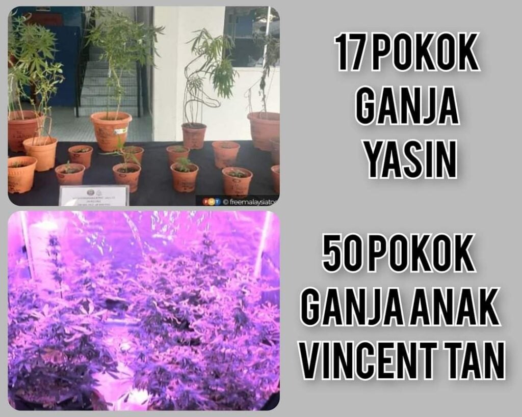 Yasin had 17 small and scraggly marijuana plants while Vincent Tan's son had 50 large ones