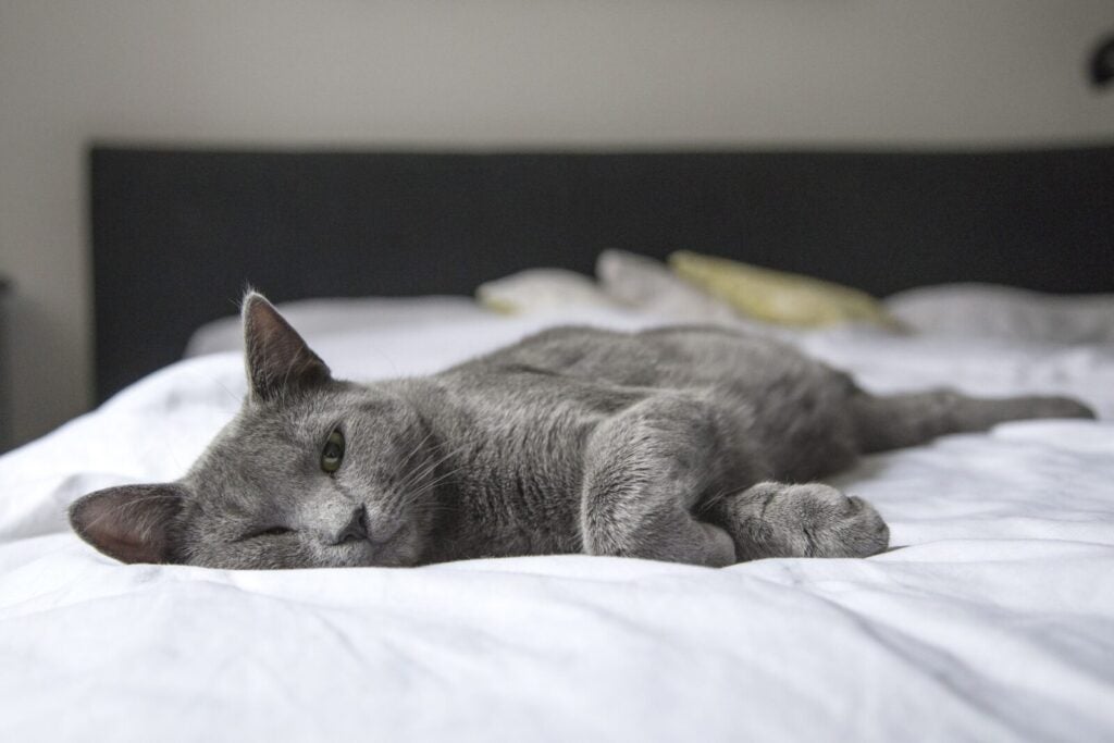 cat comfortably lying on bed