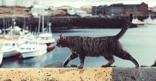 cat-outdoors