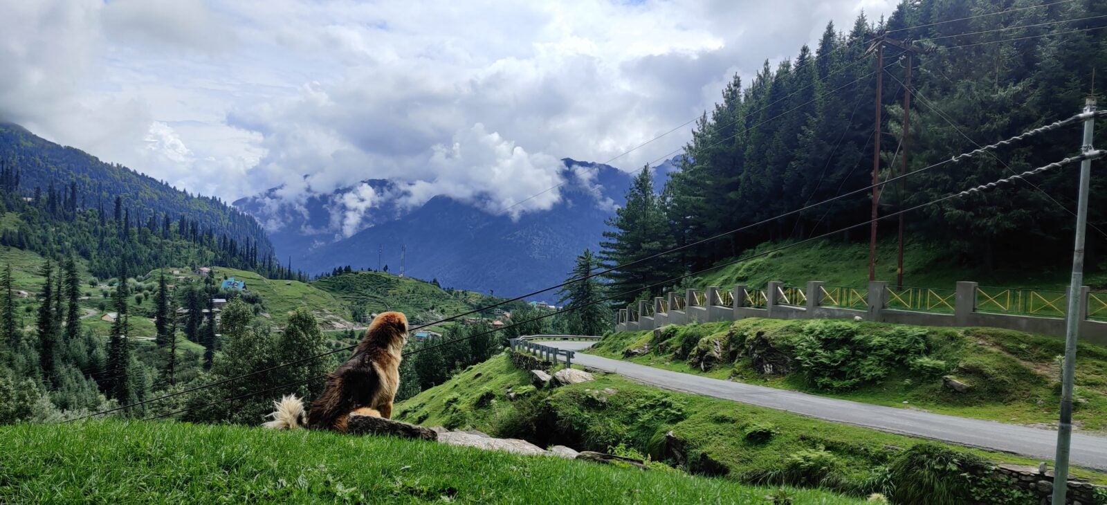 A panoramic view of mountains and a dog sitting on the grass.