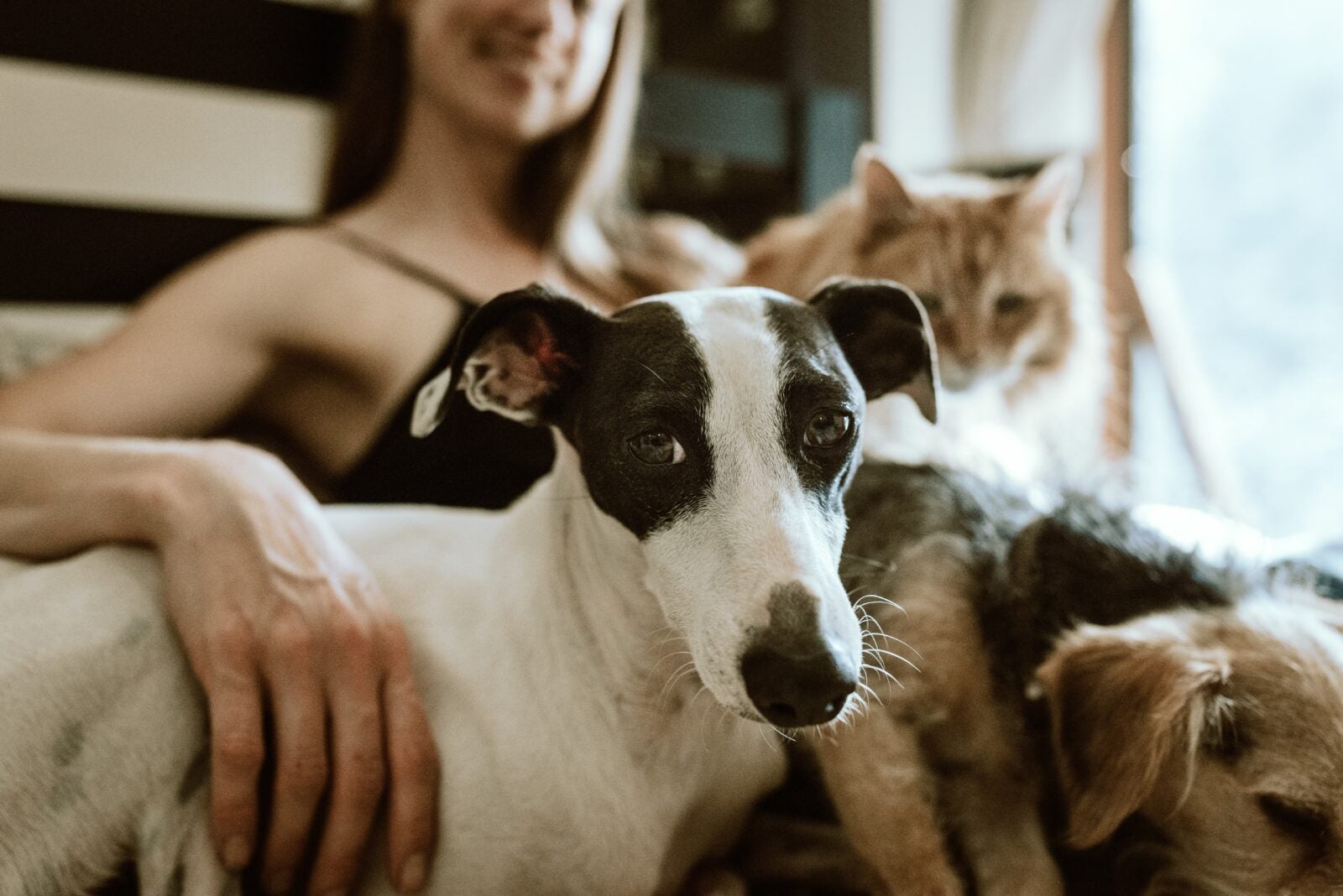 A woman smiling and hugging two dogs and one cat.