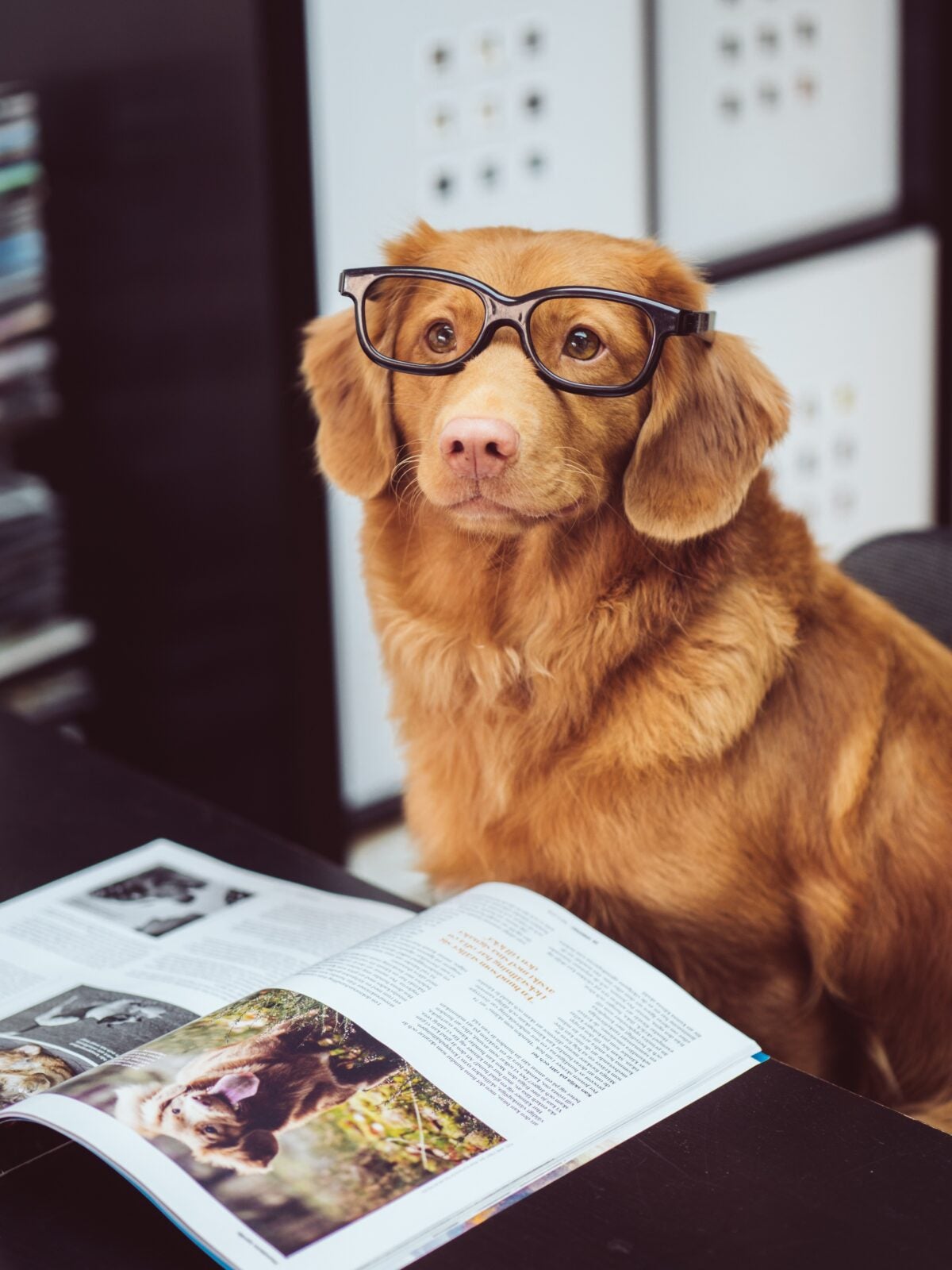 A dog wearing glasses and sitting in front of an opened book.