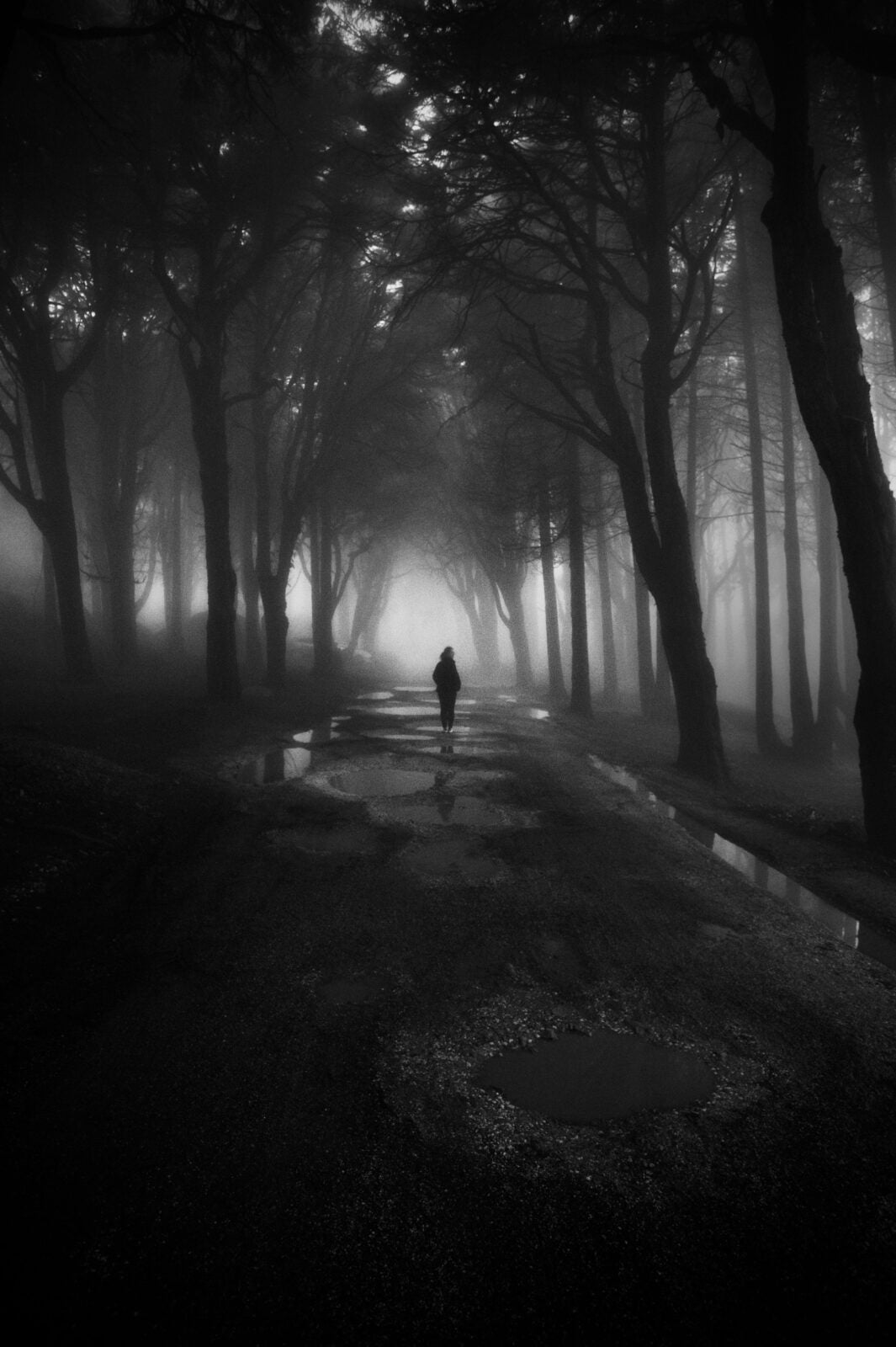 A lone figure walking on a pathway surrounded by tall trees in black and white.
