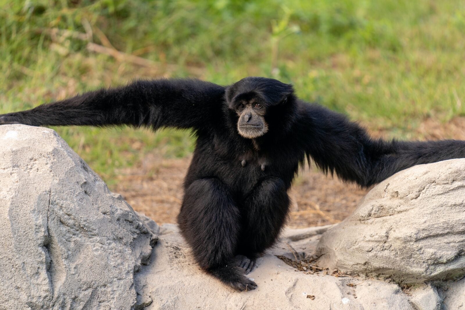 A Siamang monkey.