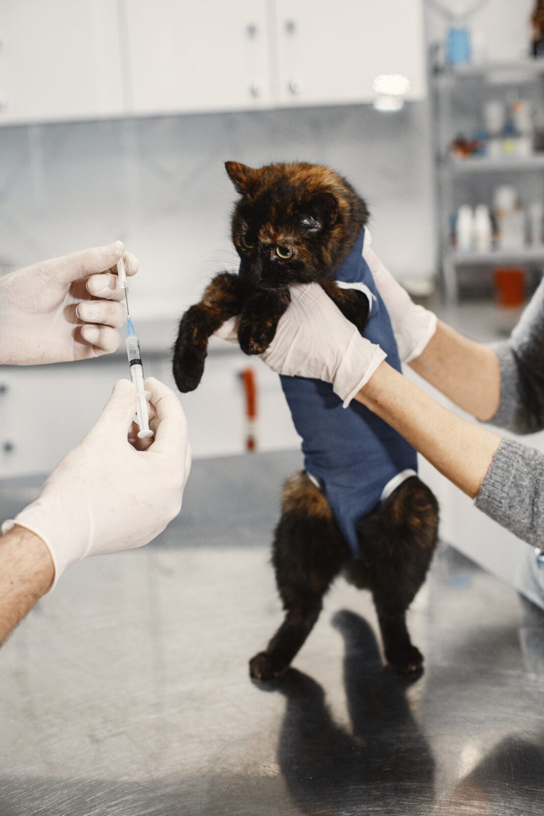 A cat at the vet, getting an injection shot.