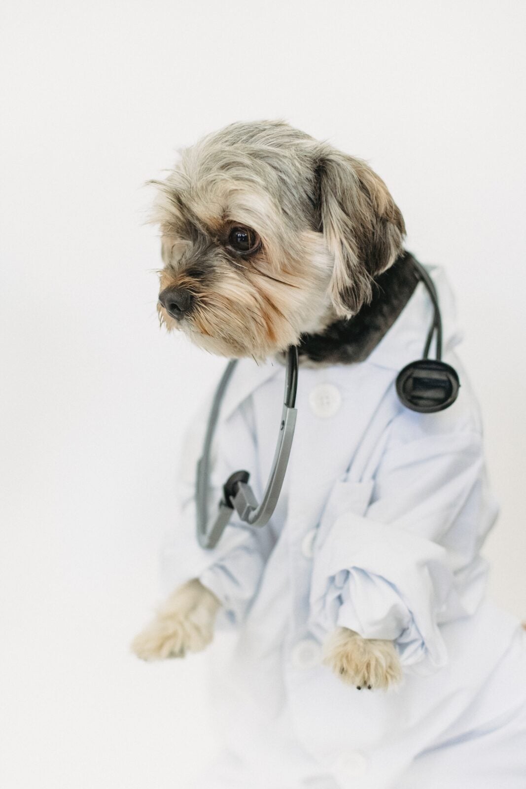 A dog wearing a doctor outfit.