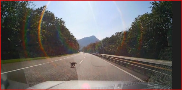 Monkey Crossing A Road On The Ipoh Kl Highway Before It Gets Hit By A Car Dashcam Recording 