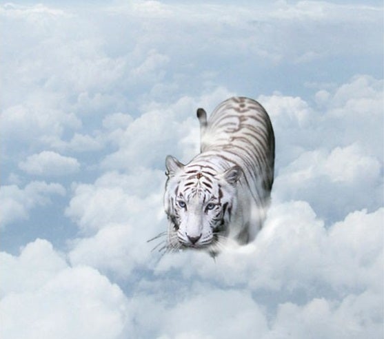White tiger with blue eyes crouching in a field of clouds