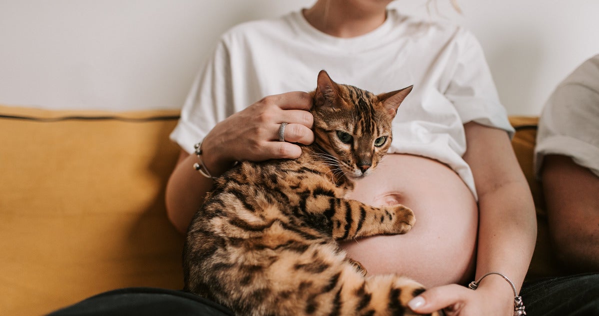 Pregnant Woman Holding Her Belly And A Cat Protectively Hugging It