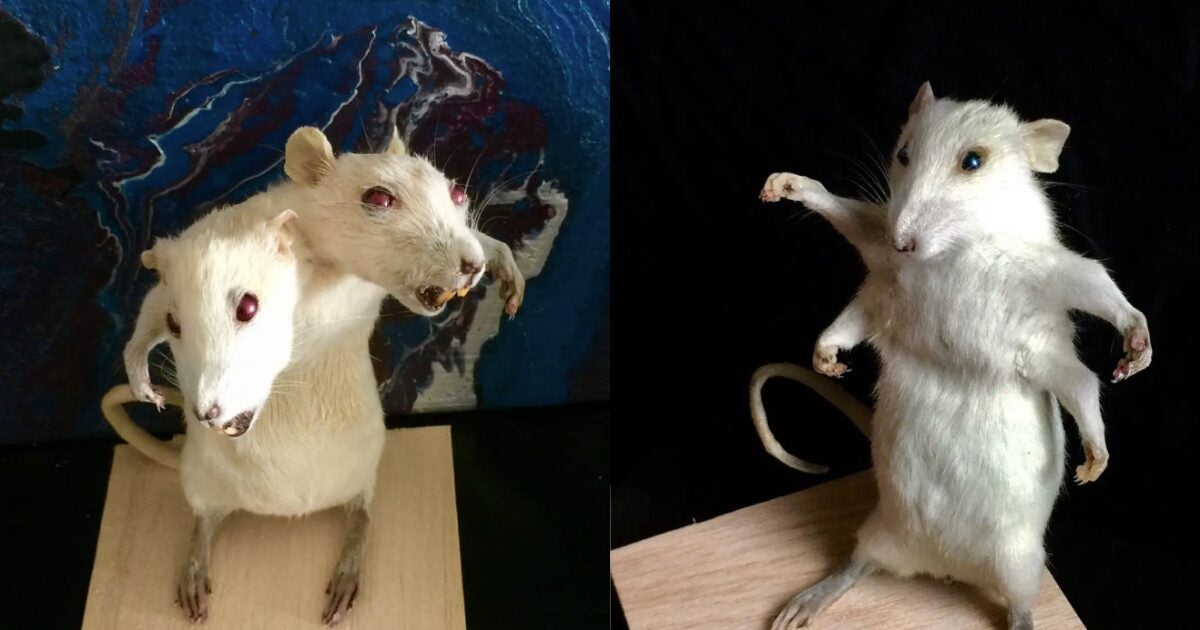 I Help Pet Owners Preserve Their Beloved Pets What Its Like Being A Taxidermist In Malaysia 2