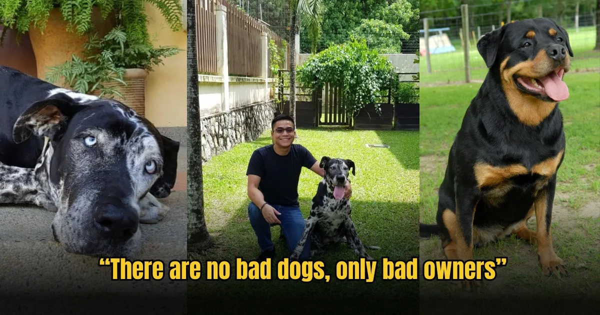 Msian Muslims Share Why Its Not Haram To Own A Dog