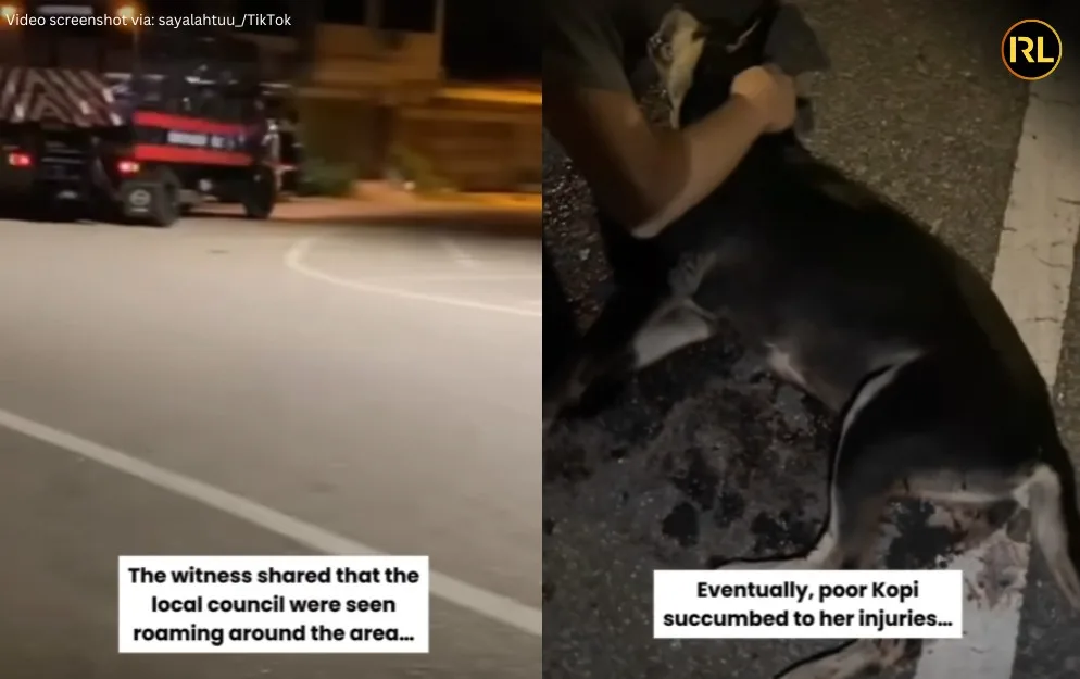 A Gentle Stray Dog Was Shot And Killed In Terengganu Angering 15000 Animal Lovers 2