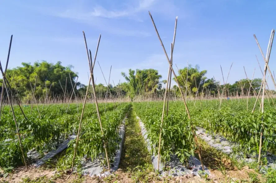 Chili Crop Rows