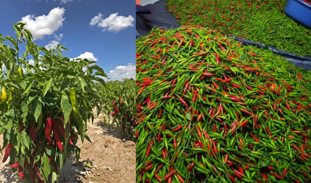 I Quit My Govt Job And Now I Make Rm80000 Per Season As A Chilli Farmer In Jerteh 2