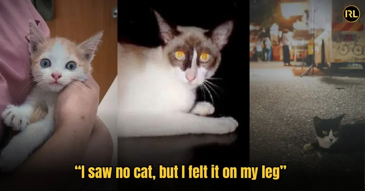 5 Stories Of Pets Who Stayed With Their Owners After Their Physical Forms Had Moved On