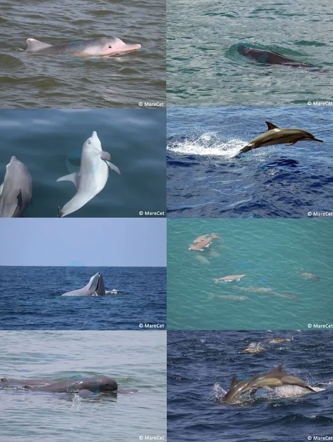 8 Photos Of Dolphin Sightings