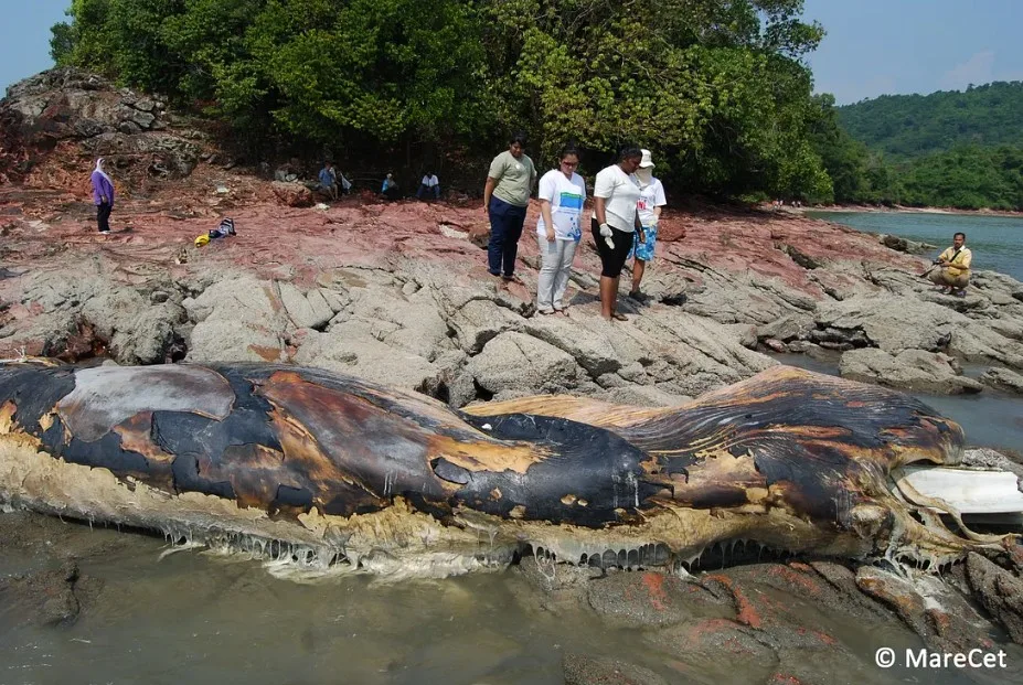 Decomposed Whale Carcass