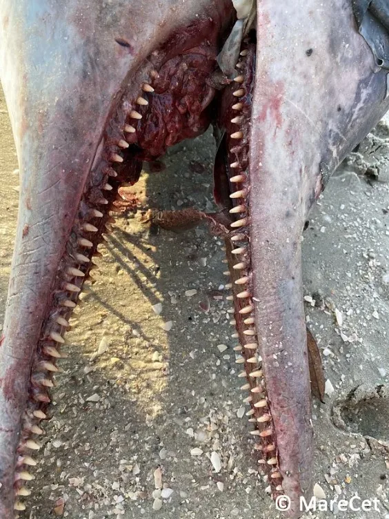 Dolphin Carcass Head And Teeth