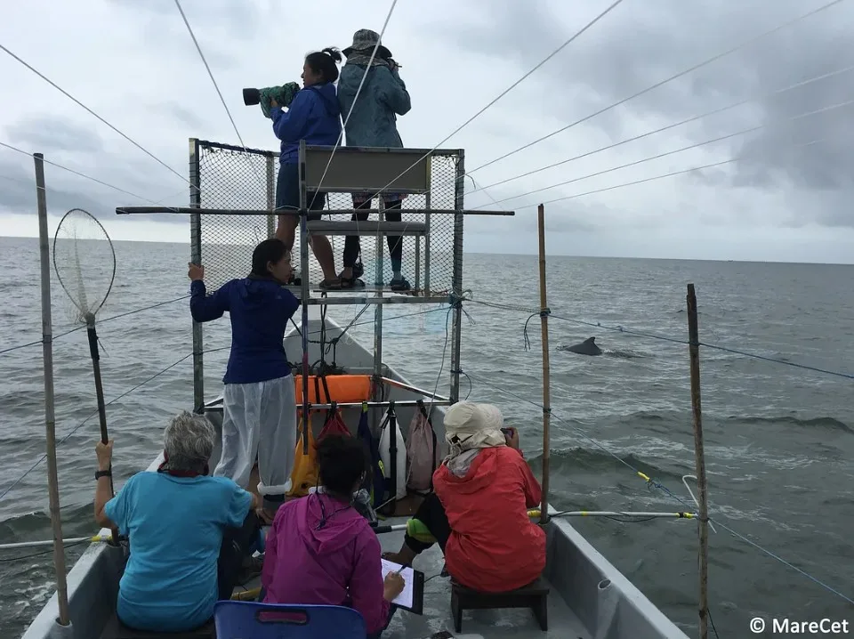 Dolphin Sighting While On A Boat