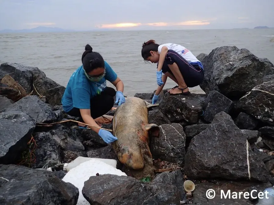 Examining Dolphin Carcass