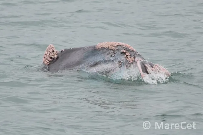 Growth On Sick Dolphin Fin