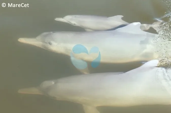 Pod Of Dolphins Swimming Together