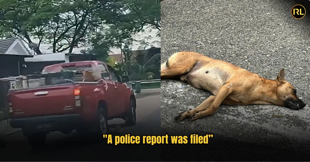 "Left The Animal To Die" MBJB Contractor Kills Stray Dog In Johor Neighbourhood in In Real Life Left The Animal To Die Mbjb Contractor Kills Stray Dog In Johor Neighbourhood