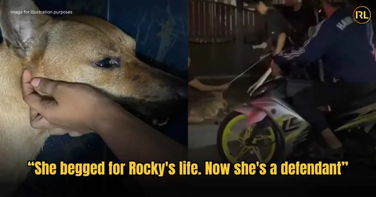 Rokcy’s Case Follow up: Owner Now Faces Animal Cruelty Charge in In Real Life 18