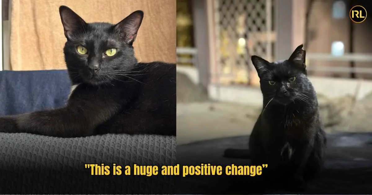 "TNR Can Be Done By Anyone" How KL Condo Residents Are Solving The Stray Crisis in In Real Life 92