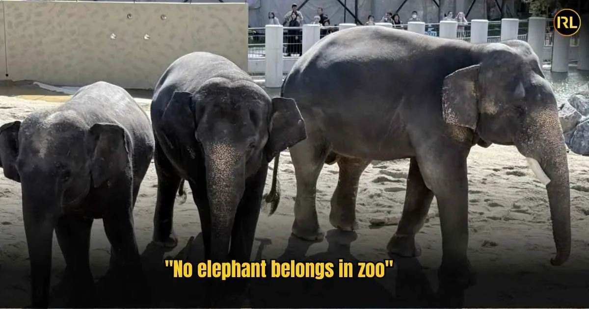 “Why Are You Doing This To Our Elephants?” Dara, Amoi And Kelat’s Condition At Osaka Zoo Explained